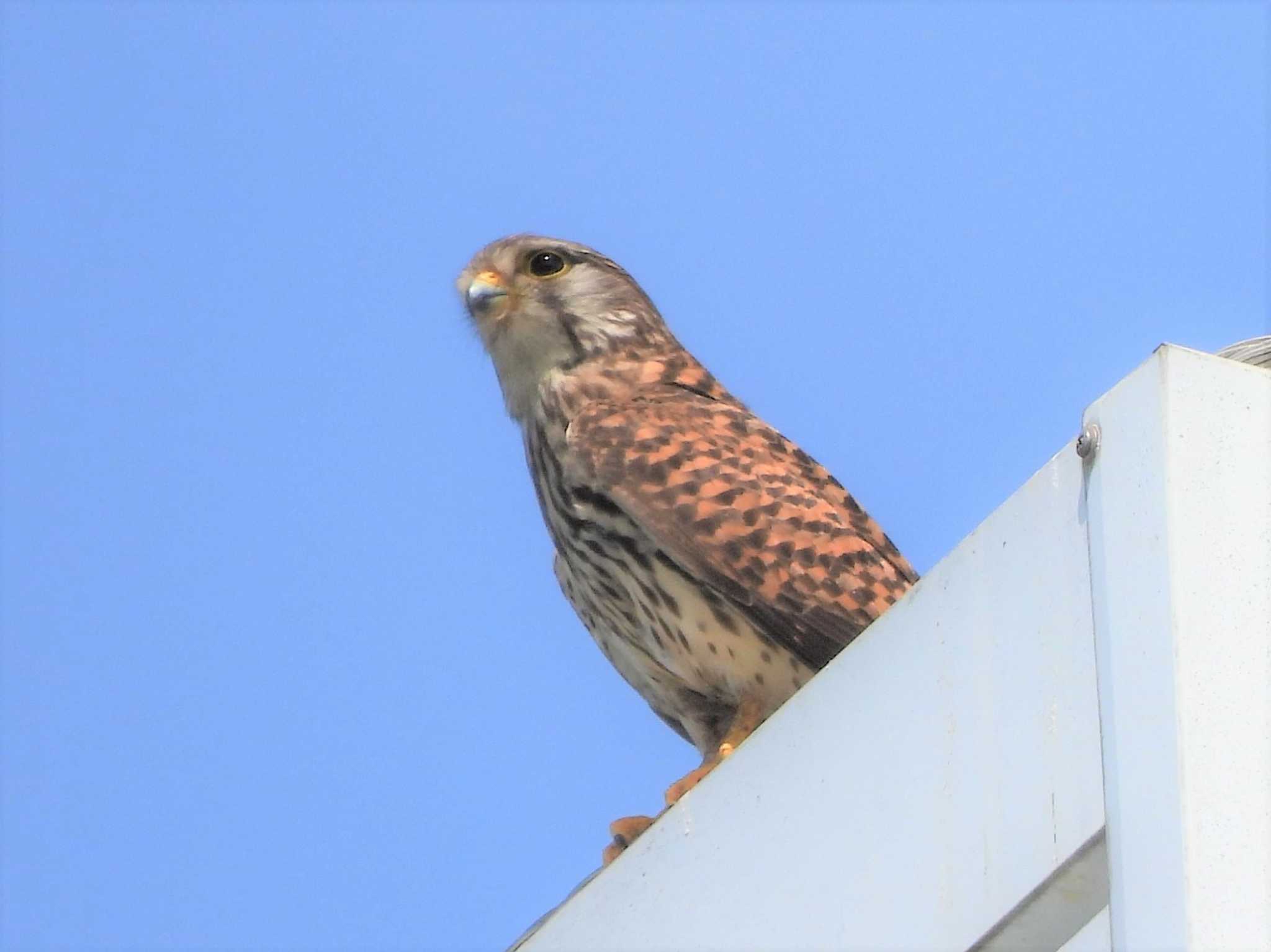 公園に隣接する工場の屋上にいたチョウゲンボウ by モーさん