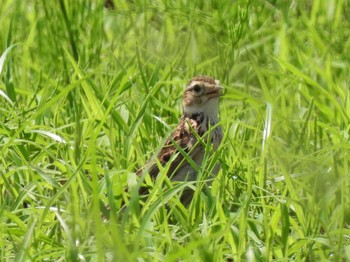 ヒバリ 馬入ふれあい公園 2022年6月13日(月)