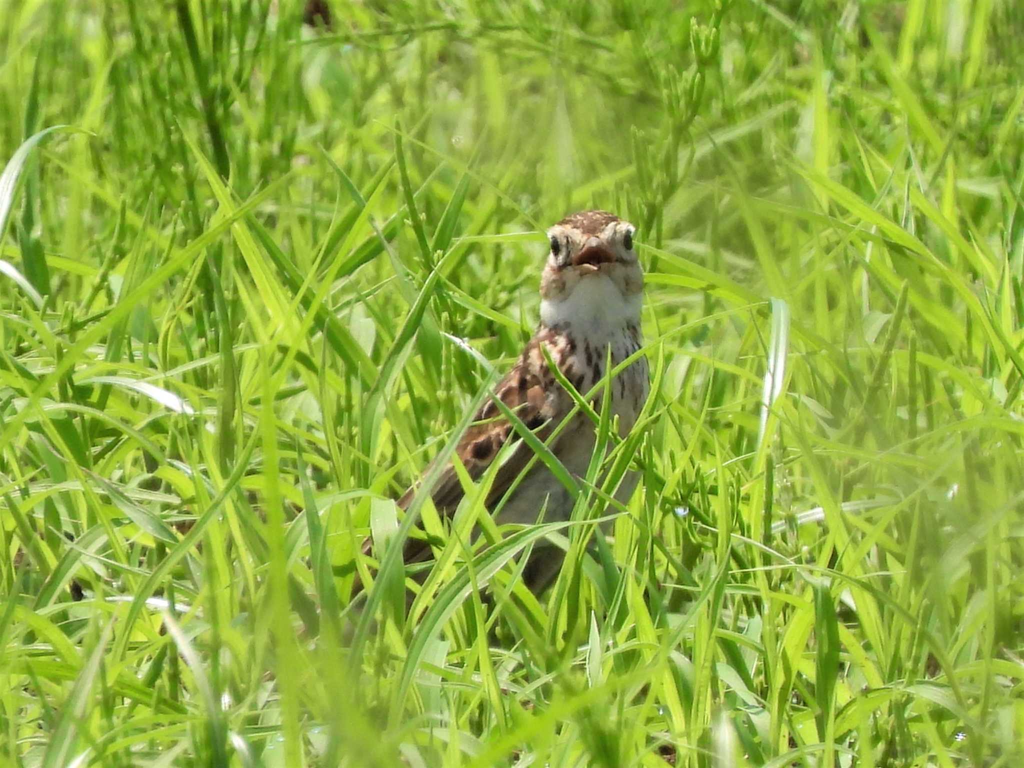 馬入ふれあい公園 ヒバリの写真 by モーさん