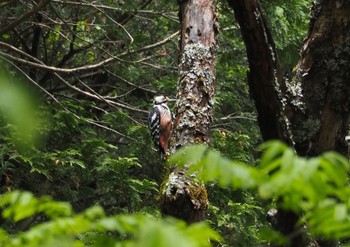 Sun, 6/5/2022 Birding report at 上高地