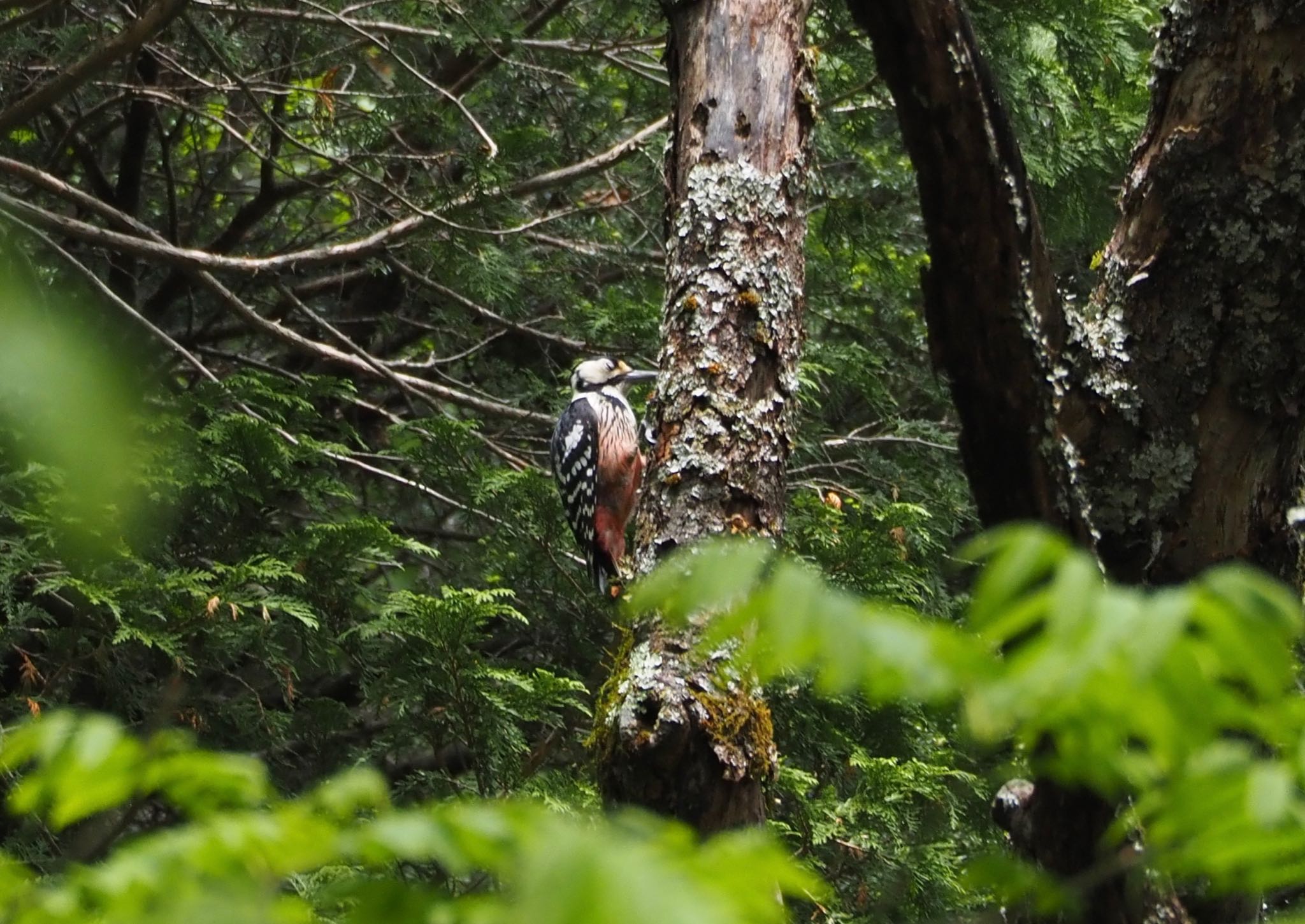 White-backed Woodpecker