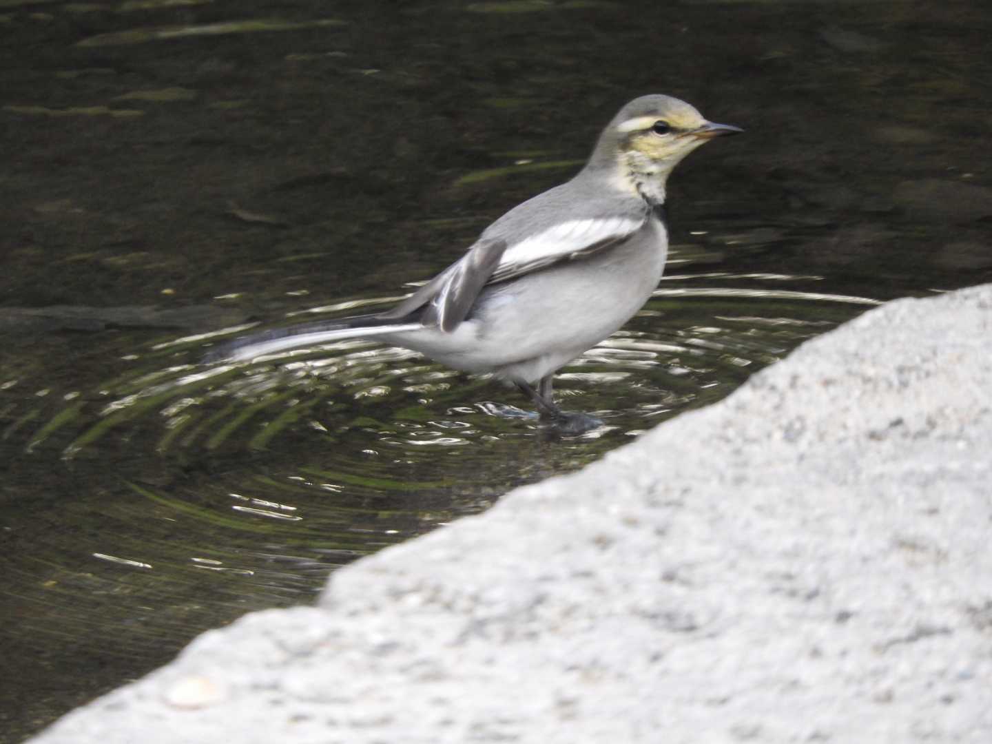 White Wagtail