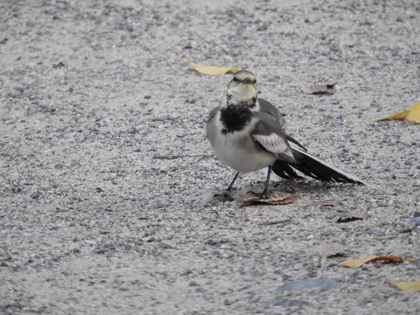 White Wagtail