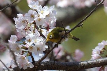 メジロ 明石公園 2022年3月27日(日)