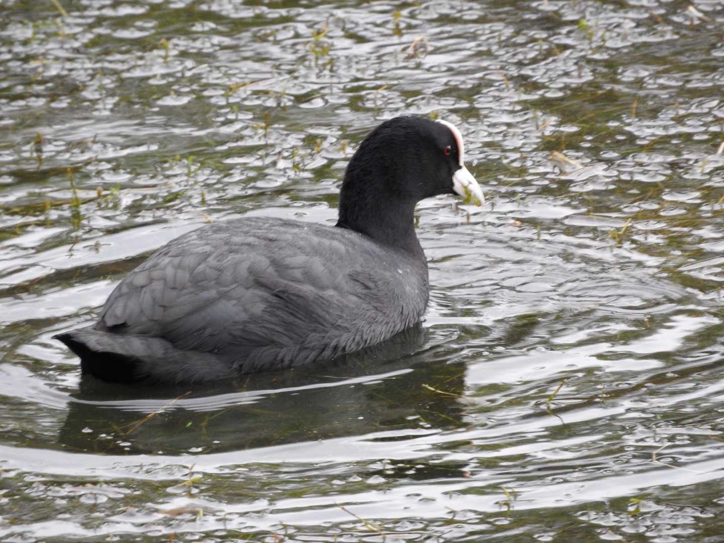 Eurasian Coot