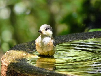 2022年6月13日(月) 権現山(弘法山公園)の野鳥観察記録