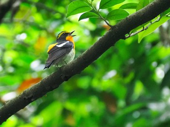 Narcissus Flycatcher Unknown Spots Sun, 6/12/2022