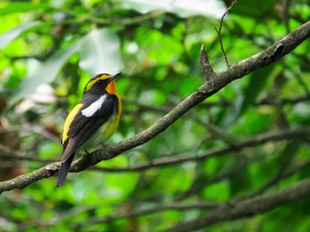 Narcissus Flycatcher Unknown Spots Mon, 6/13/2022