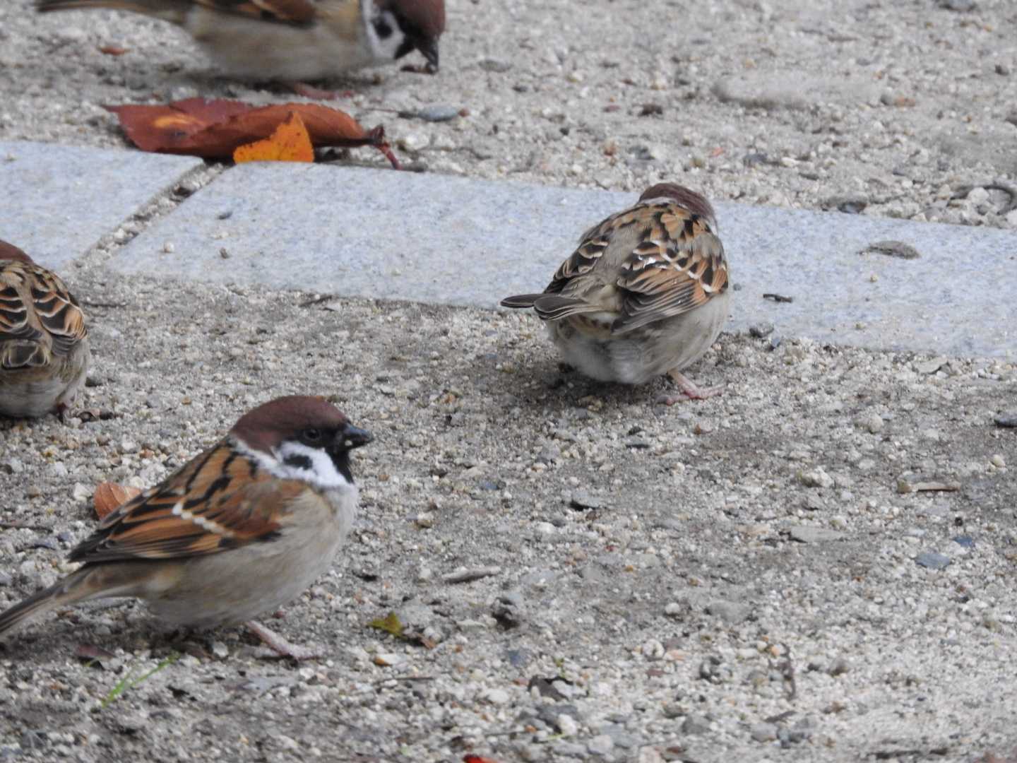 Eurasian Tree Sparrow