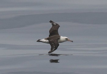 Laysan Albatross 大洗-苫小牧航路 Sat, 6/11/2022