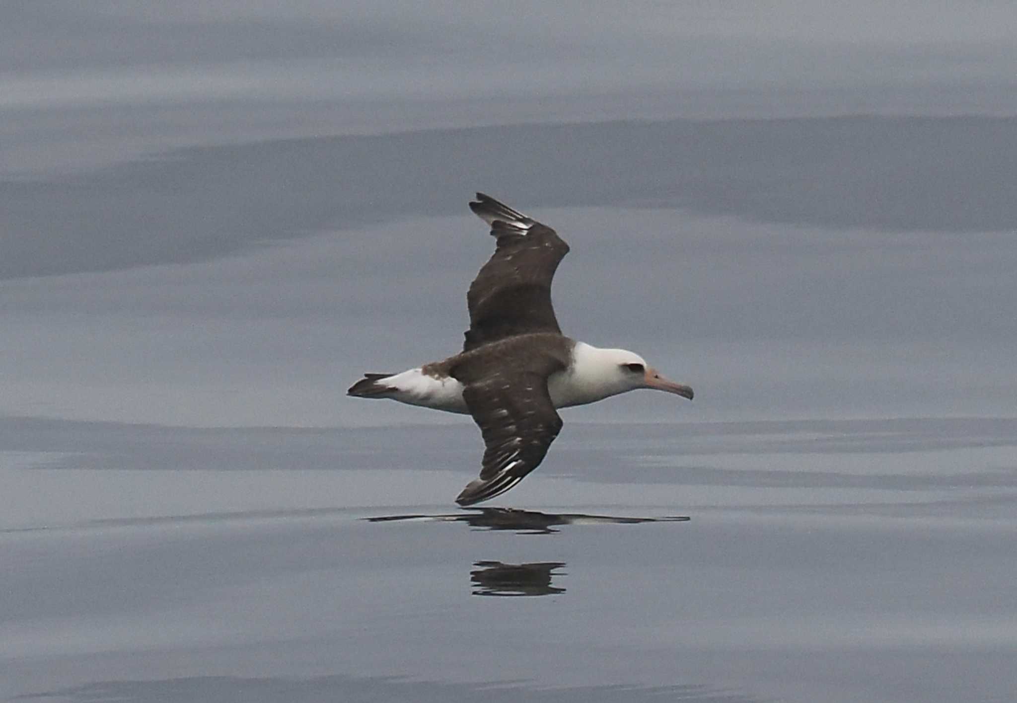 Photo of Laysan Albatross at 大洗-苫小牧航路 by シロチ