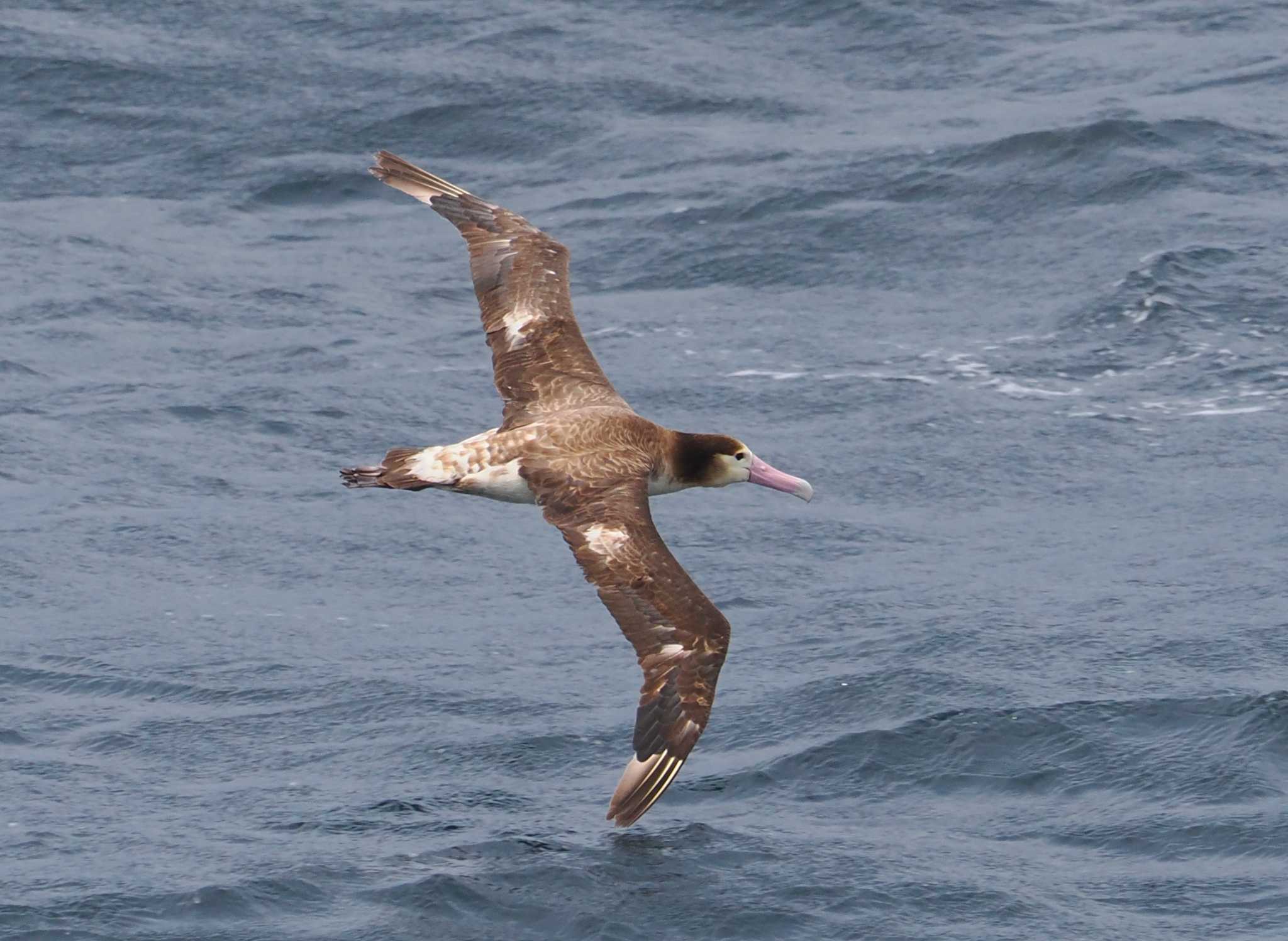 Photo of Short-tailed Albatross at 大洗-苫小牧航路 by シロチ