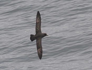 Northern Fulmar 大洗-苫小牧航路 Sat, 6/11/2022