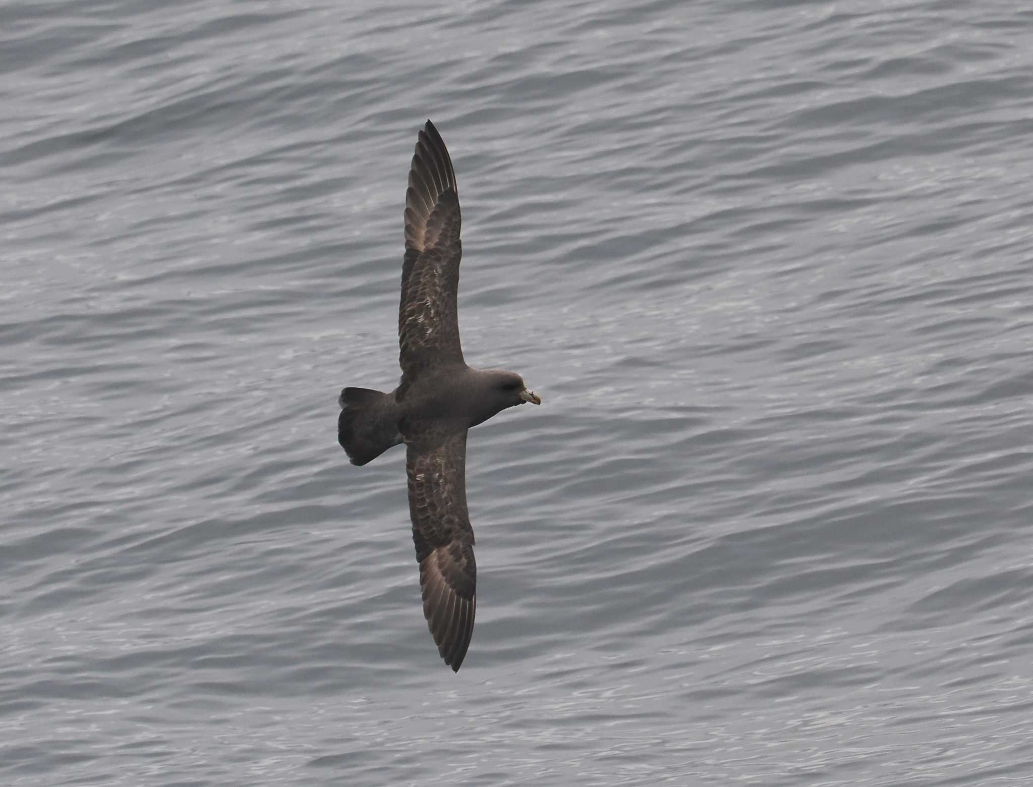 Photo of Northern Fulmar at 大洗-苫小牧航路 by シロチ