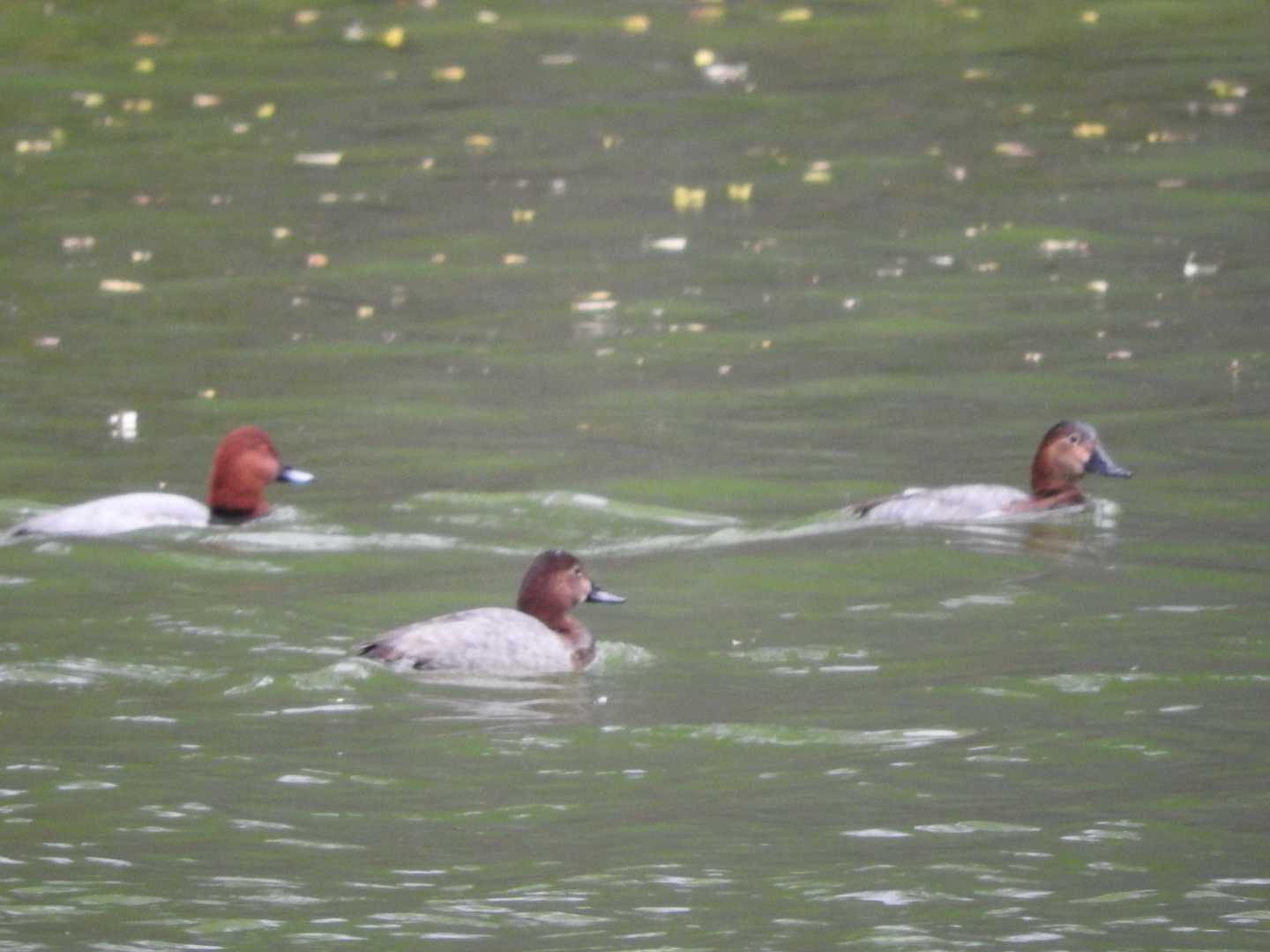 Common Pochard