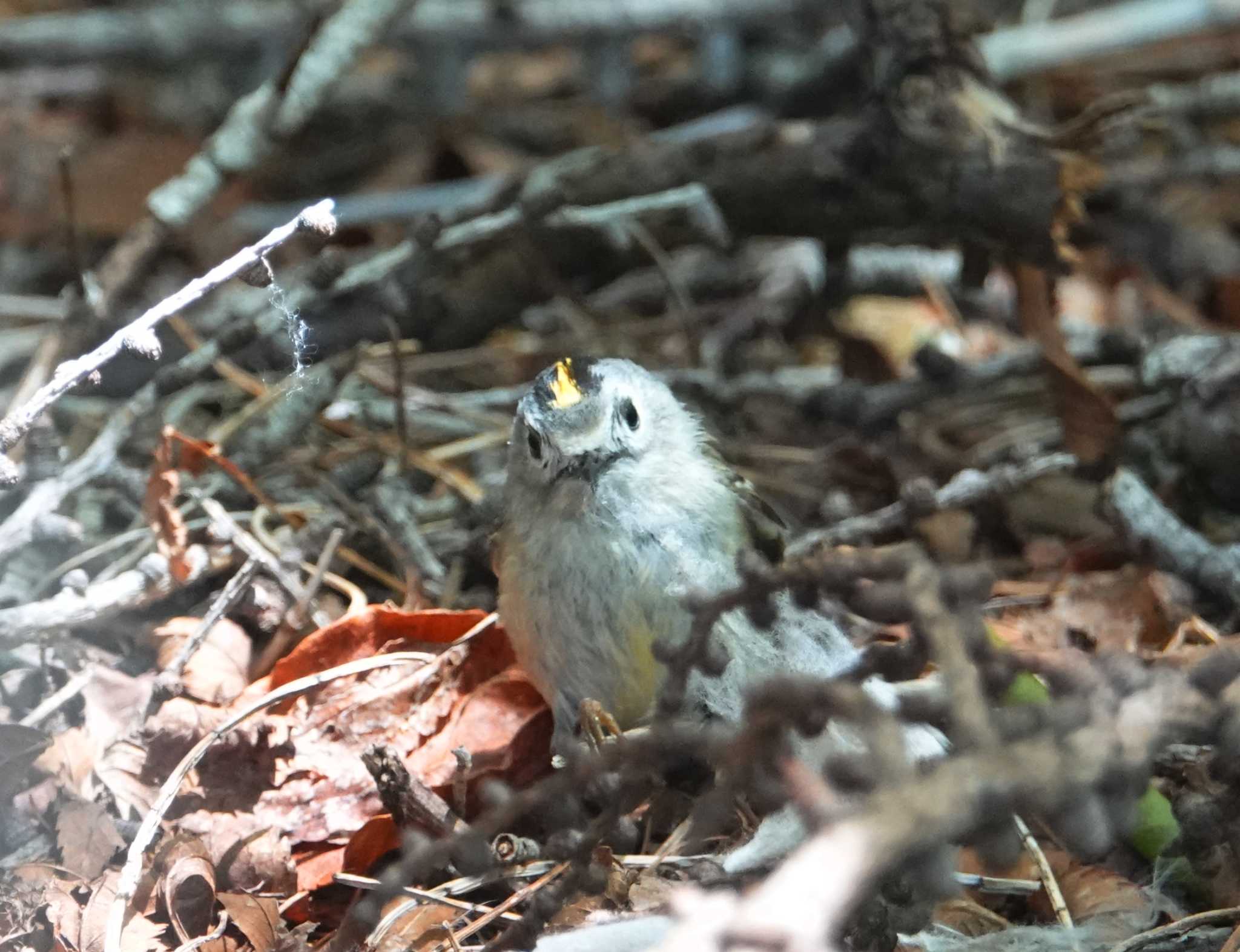 Photo of Goldcrest at Okuniwaso(Mt. Fuji) by ぴろり