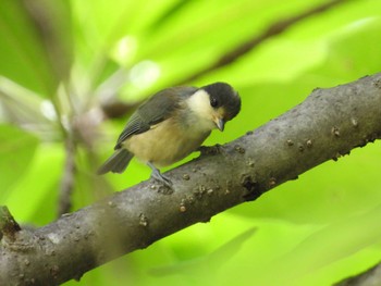 2022年6月11日(土) 四万川の野鳥観察記録