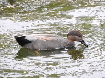 Gadwall Osaka castle park Sat, 11/4/2017