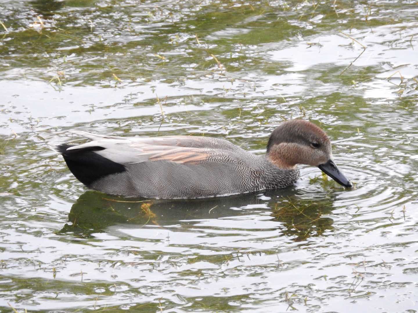 Gadwall