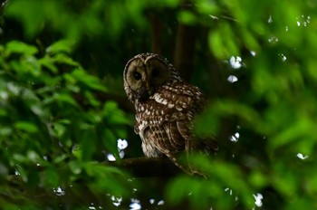 Ural Owl つくば市 Mon, 6/13/2022