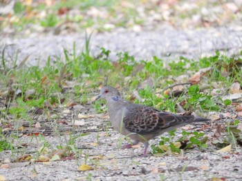 Sat, 11/4/2017 Birding report at Osaka castle park