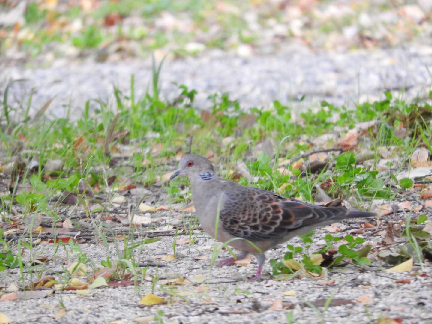 Oriental Turtle Dove