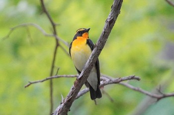 キビタキ 旭山記念公園 2022年5月21日(土)