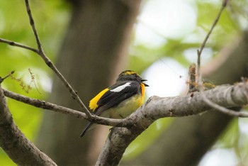 キビタキ 旭山記念公園 2022年5月21日(土)