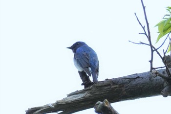 オオルリ 旭山記念公園 2022年5月22日(日)