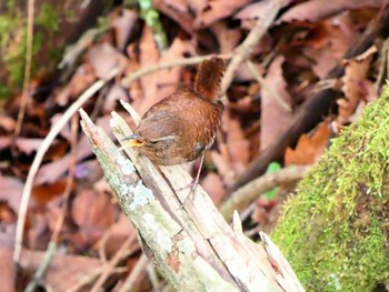 Eurasian Wren 湯滝 Sun, 5/15/2022