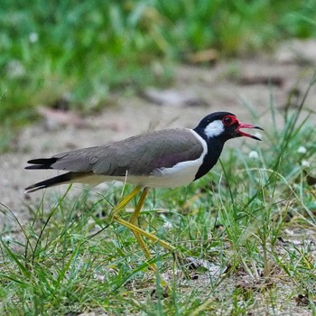 Red-wattled Lapwing Bang Phra Non-Hunting area Sat, 6/11/2022