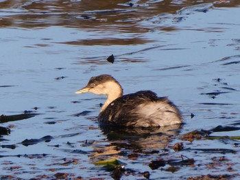 Hoary-headed Grebe The Australian Botanic Garden Mt Annan, NSW, Australia Mon, 6/13/2022