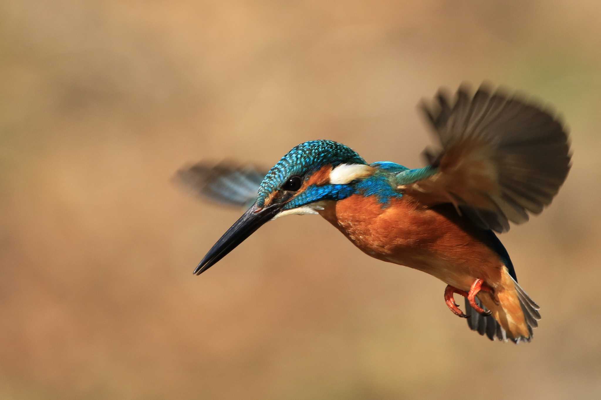 Photo of Common Kingfisher at 栗林公園 by Shunichi Nakayama