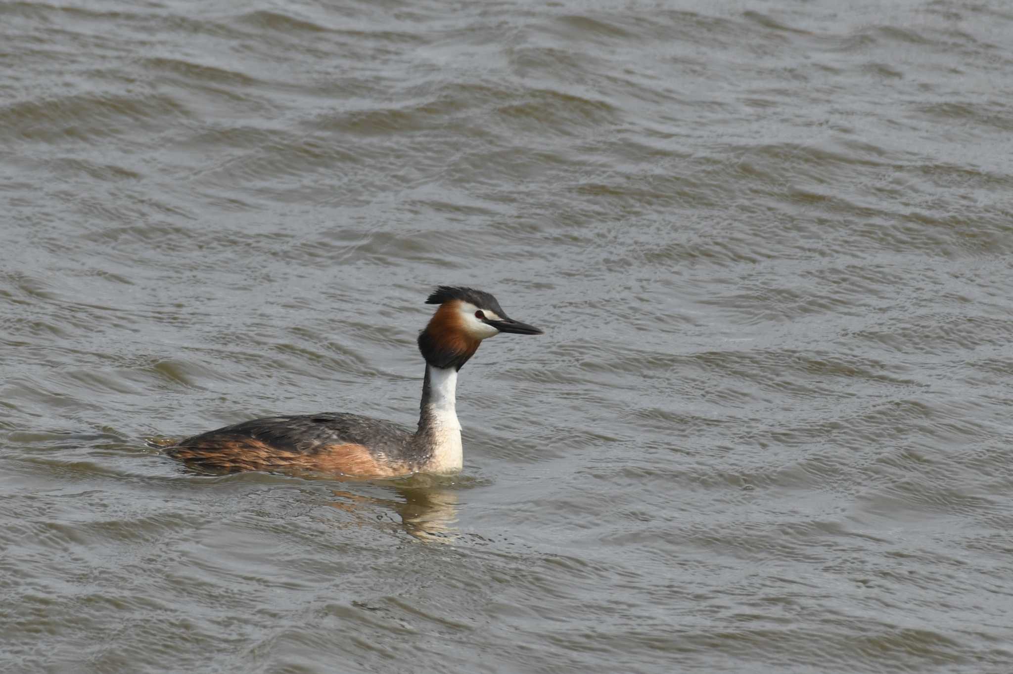 Great Crested Grebe