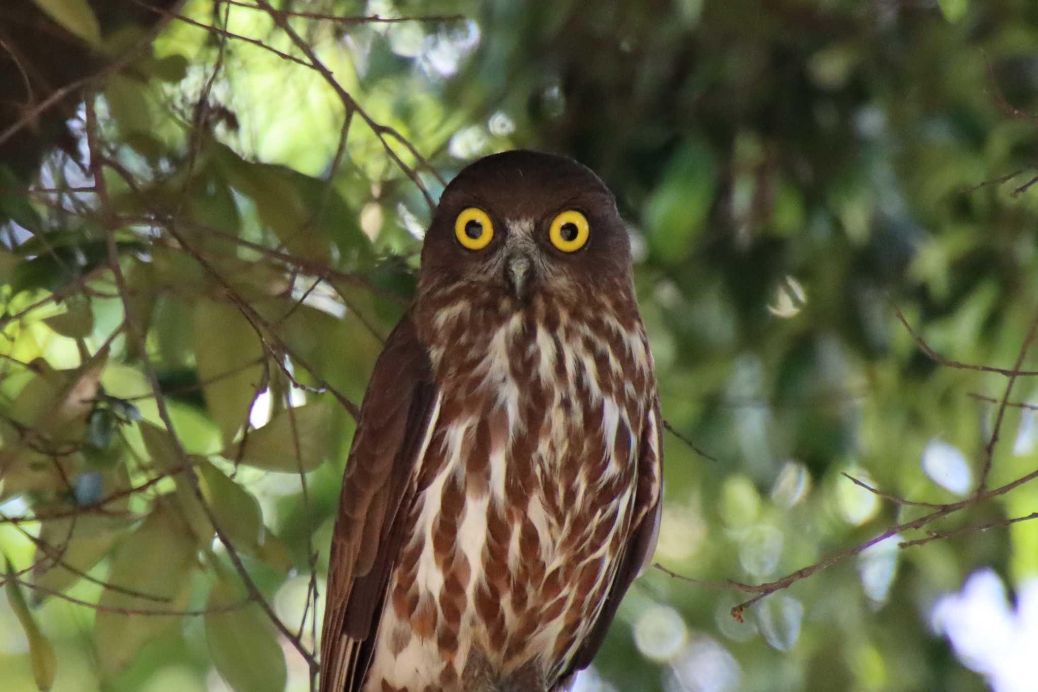 大覚寺大沢池 アオバズクの写真 by ゆりかもめ