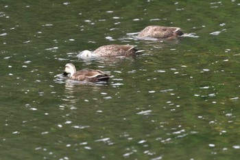 Eastern Spot-billed Duck Nagahama Park Fri, 6/10/2022