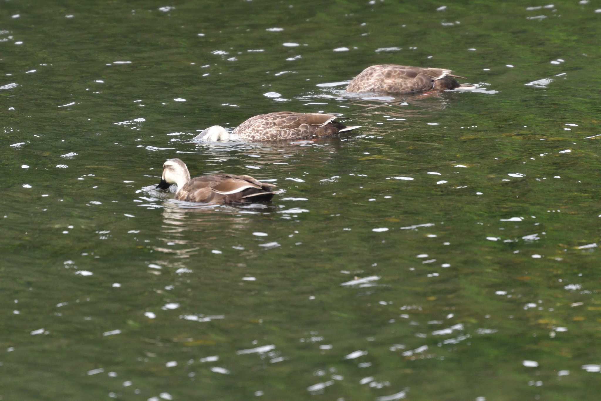 Photo of Eastern Spot-billed Duck at Nagahama Park by やなさん