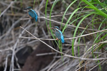 カワセミ 長浜公園 2022年6月10日(金)