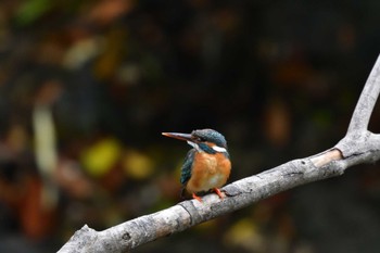 カワセミ 長浜公園 2022年6月10日(金)