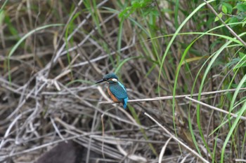 カワセミ 長浜公園 2022年6月10日(金)