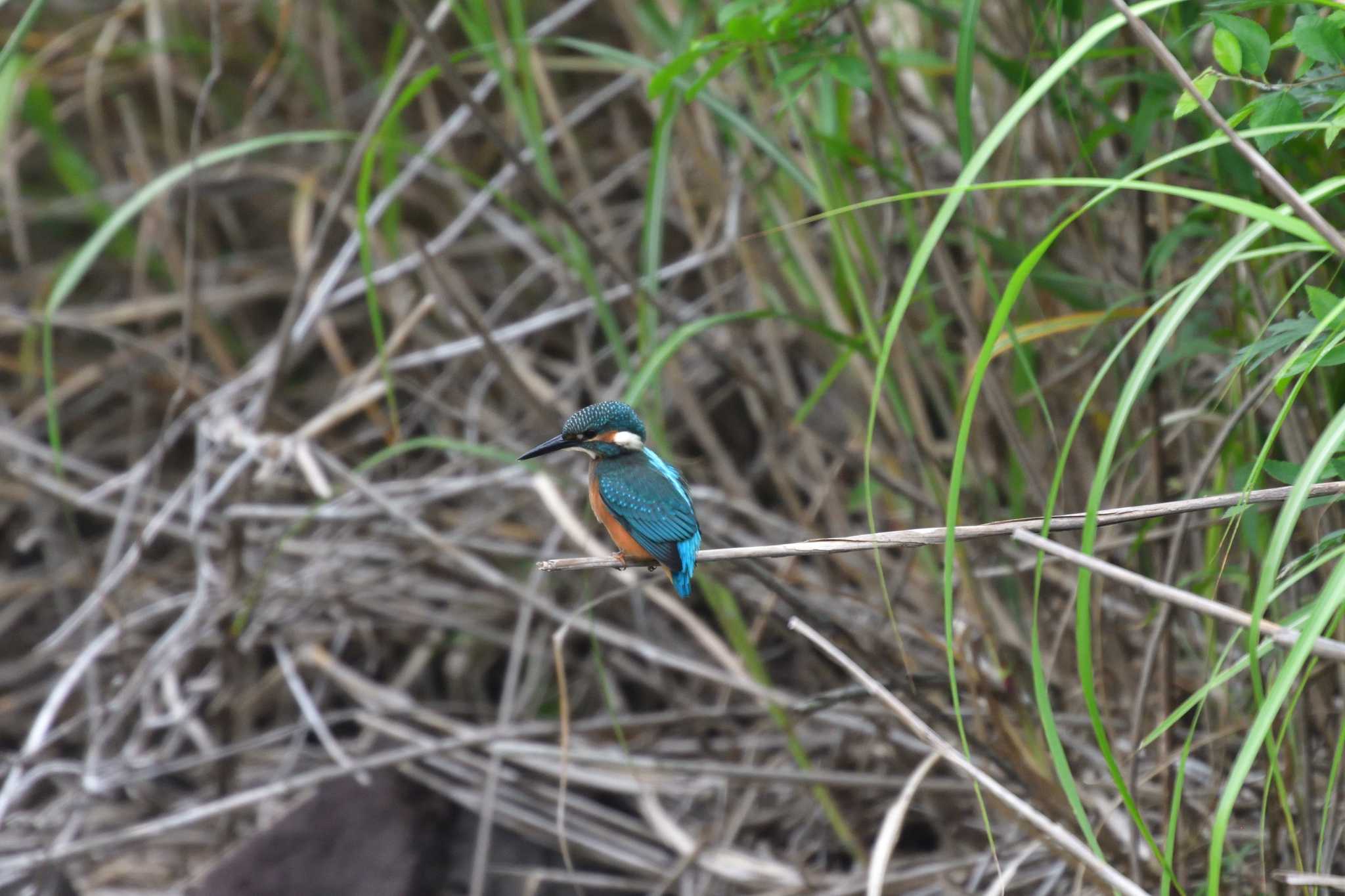 Photo of Common Kingfisher at Nagahama Park by やなさん