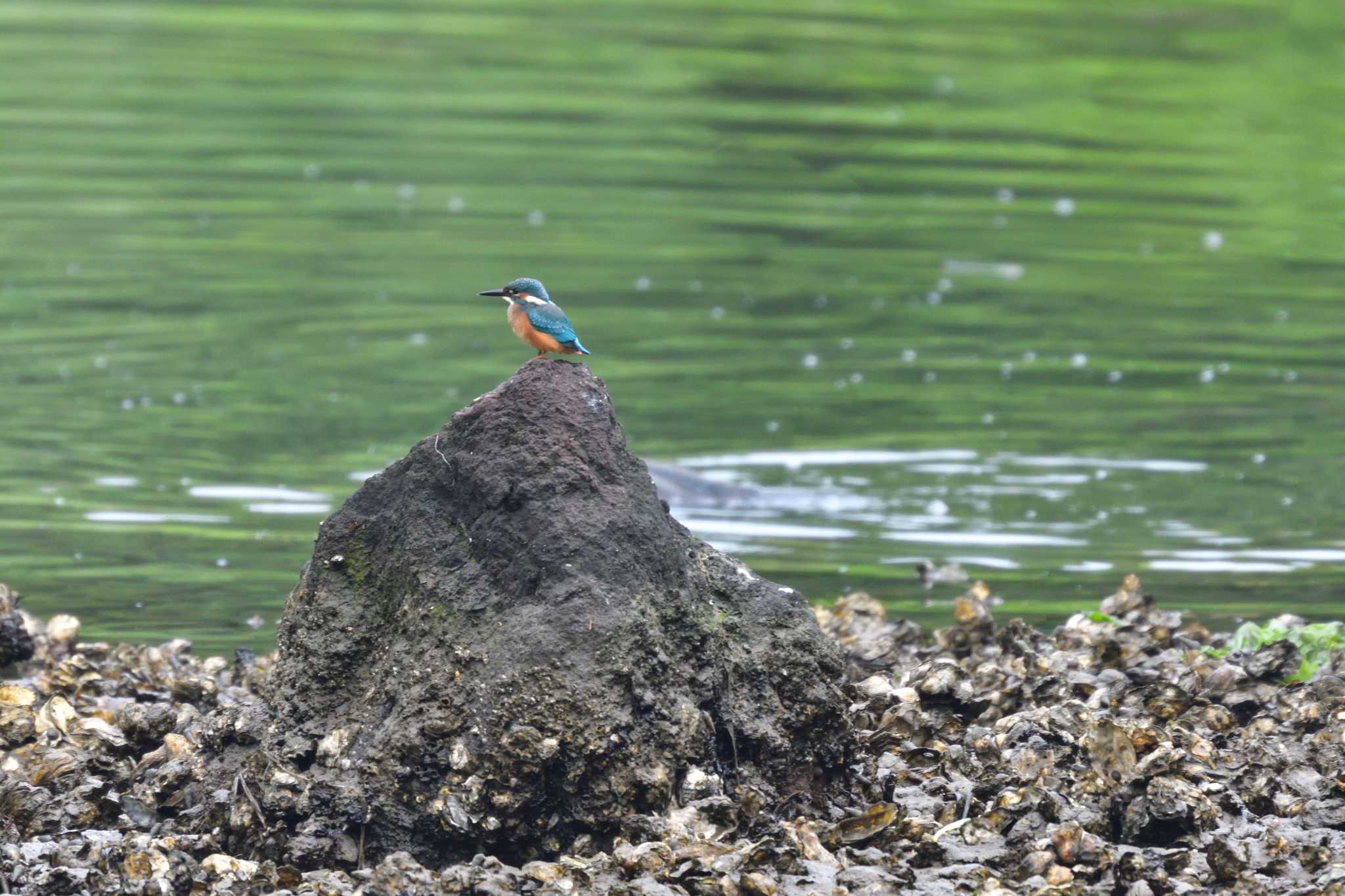 Photo of Common Kingfisher at Nagahama Park by やなさん