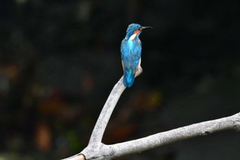 カワセミ 長浜公園 2022年6月10日(金)