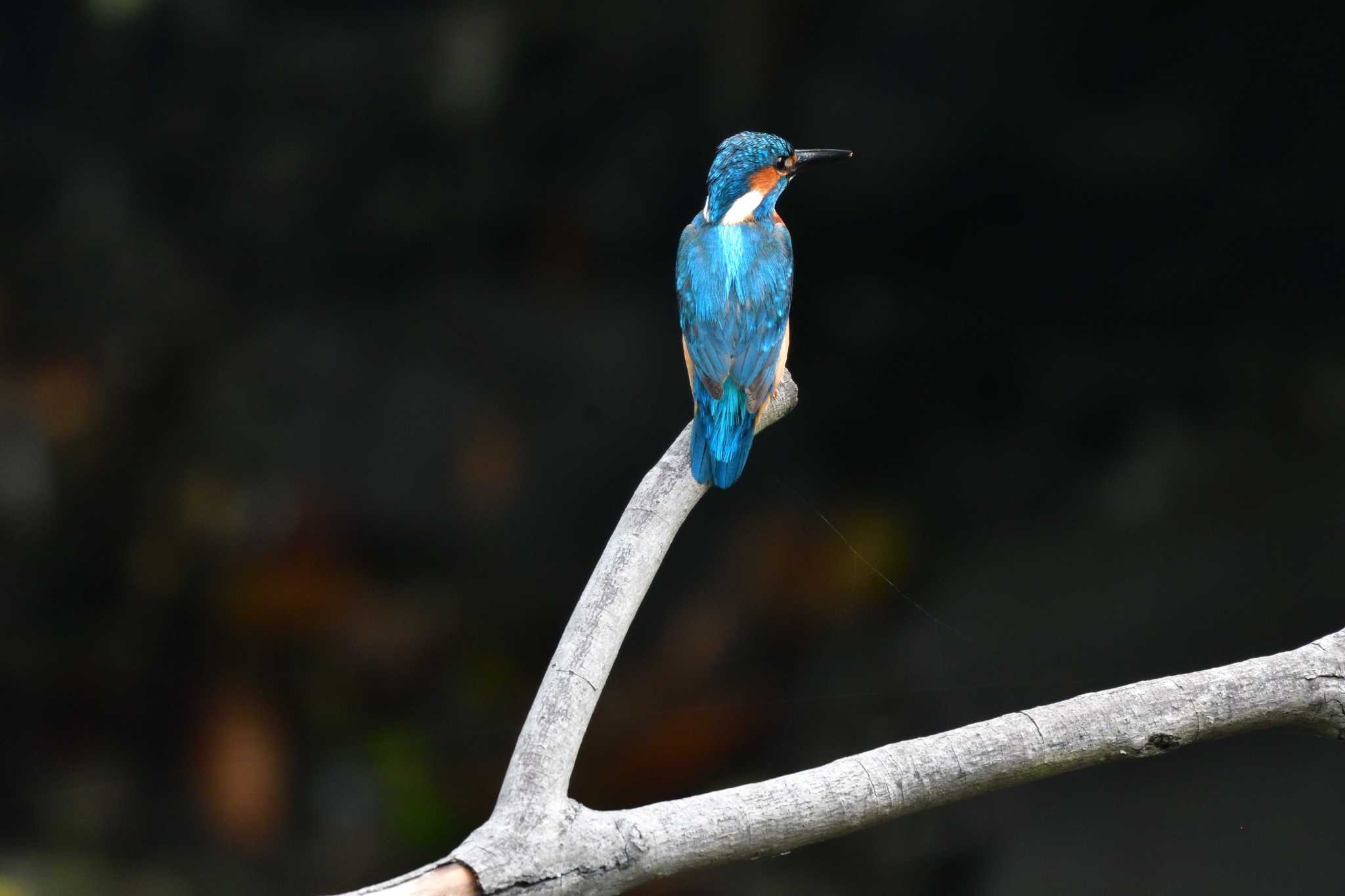 Photo of Common Kingfisher at Nagahama Park by やなさん