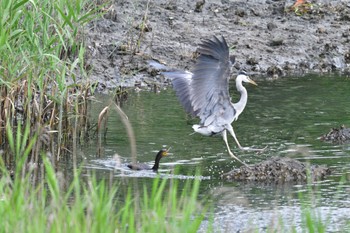 Grey Heron Nagahama Park Fri, 6/10/2022