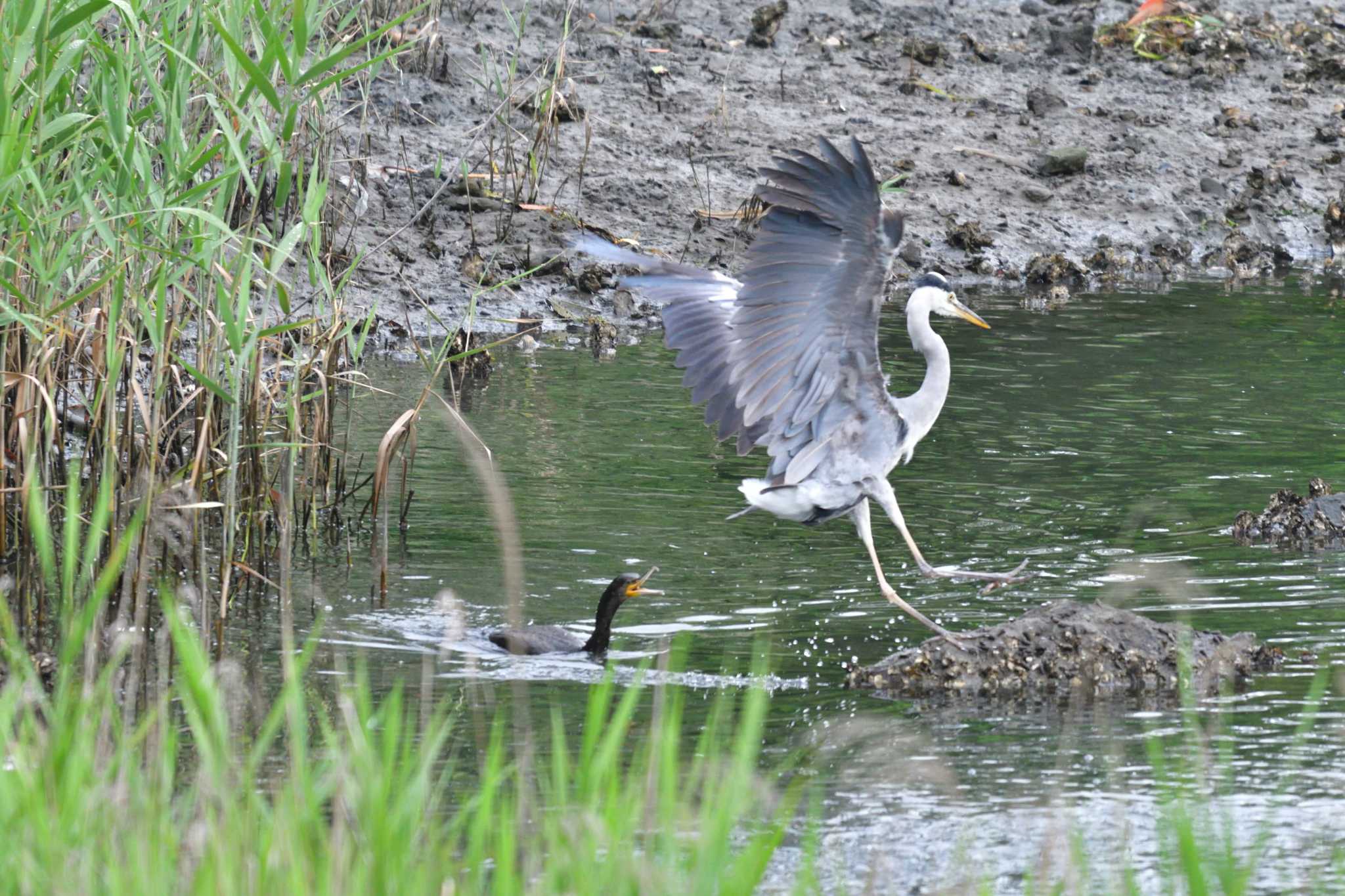 Grey Heron