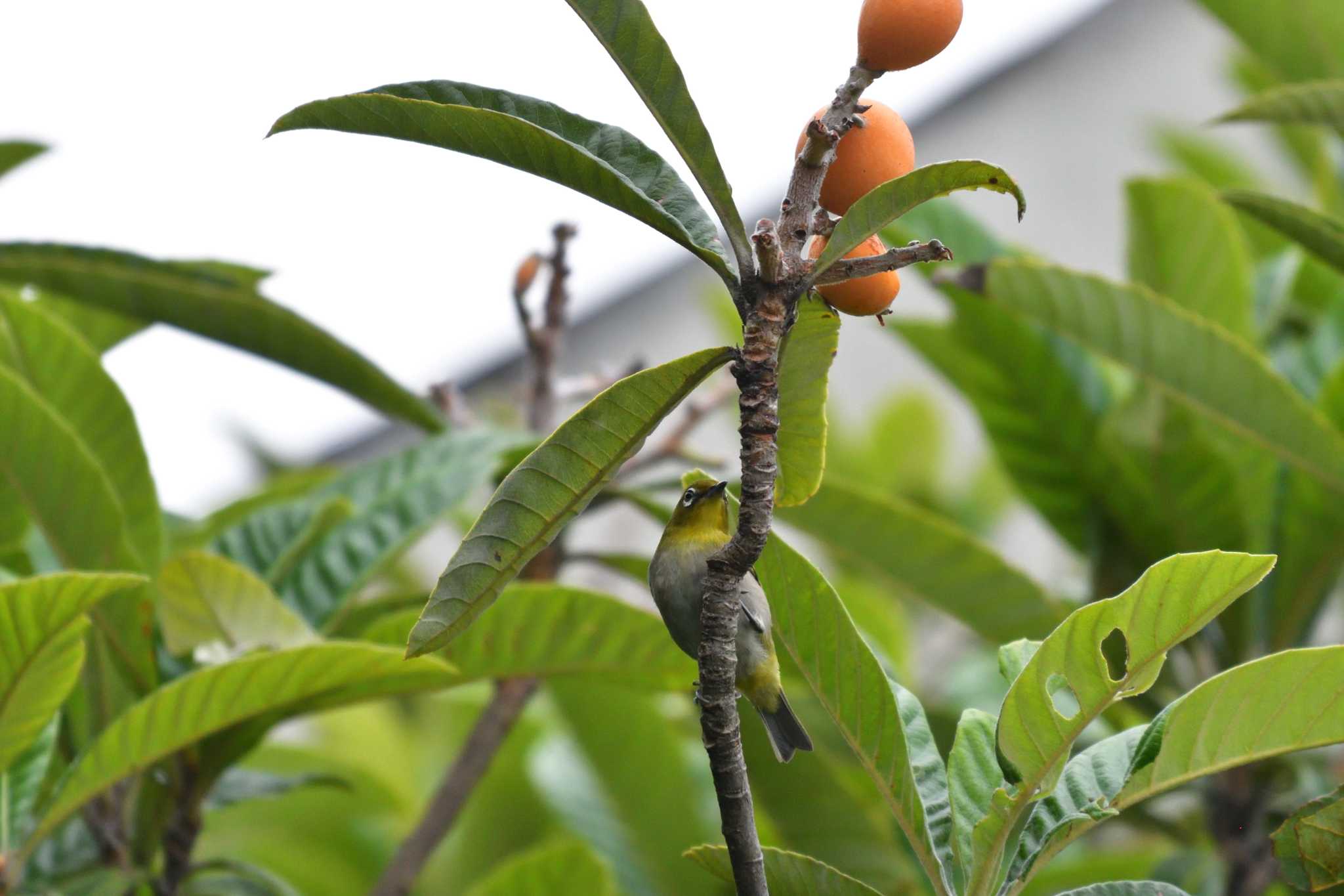 Warbling White-eye