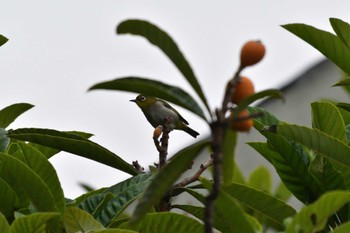 Warbling White-eye Nagahama Park Fri, 6/10/2022