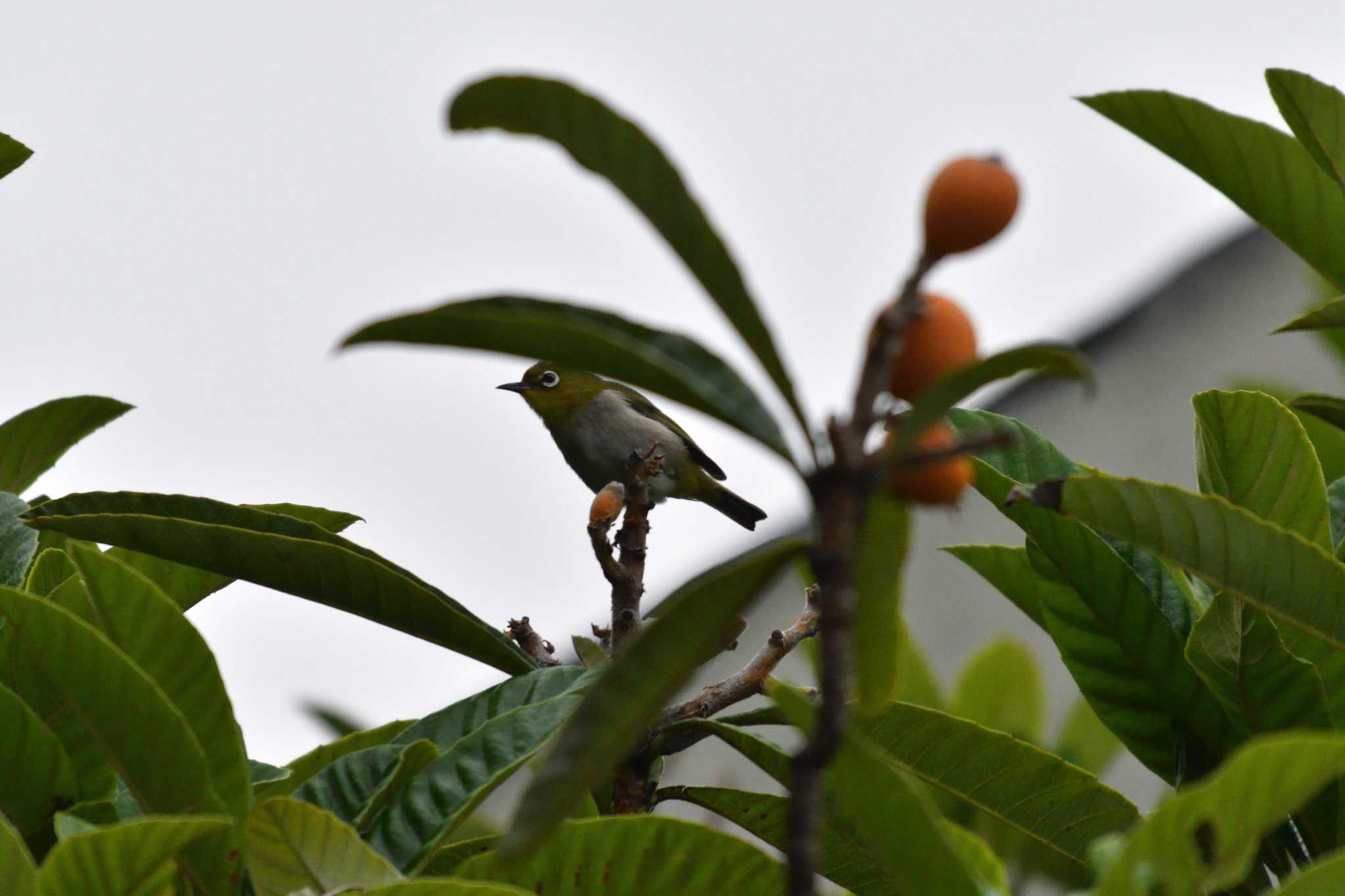 Warbling White-eye