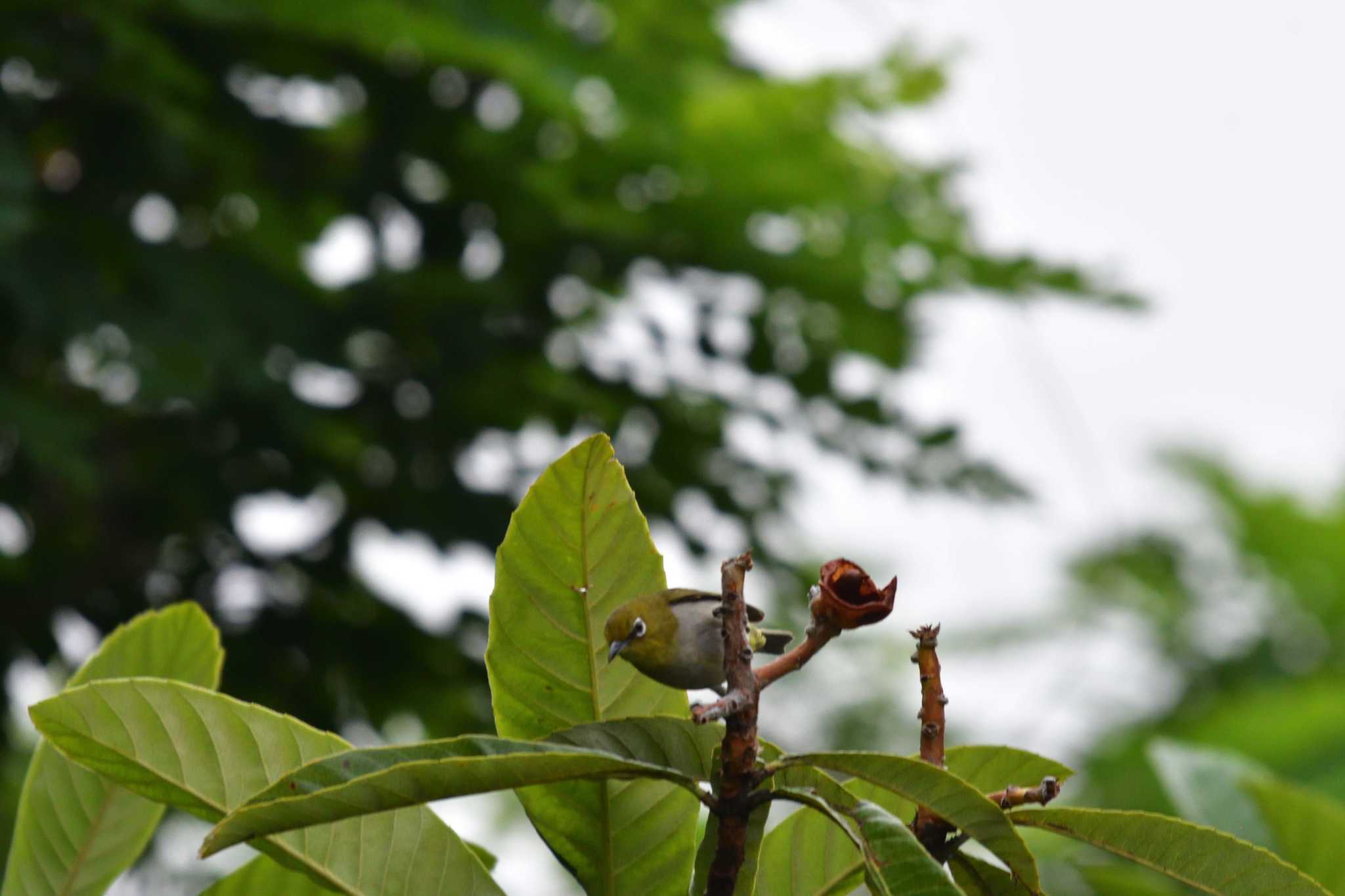 Warbling White-eye